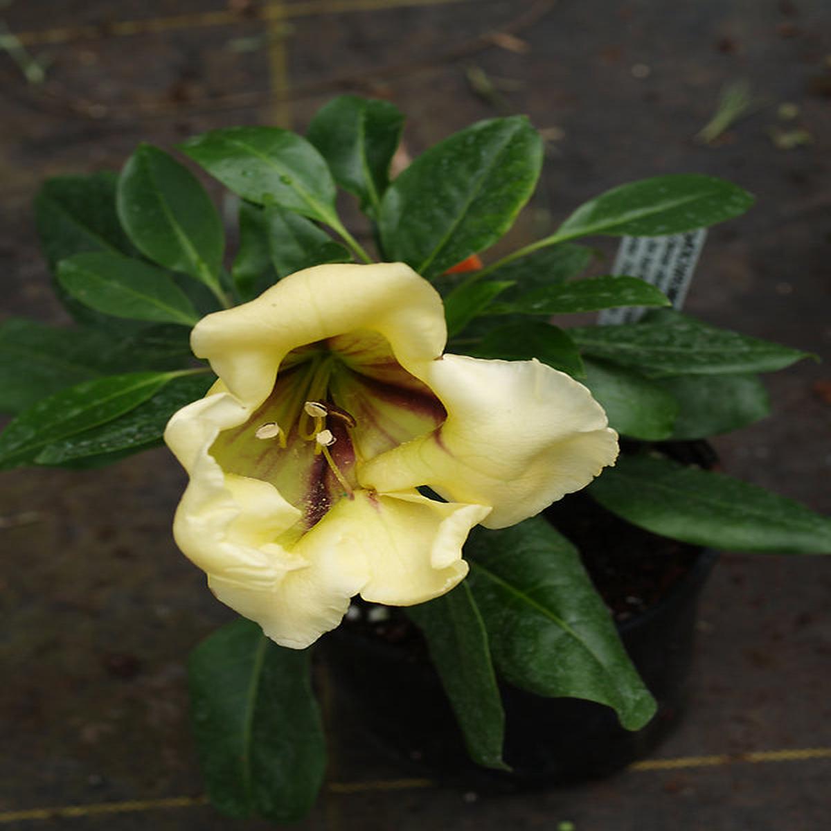 SOLANDRA MAXIMA