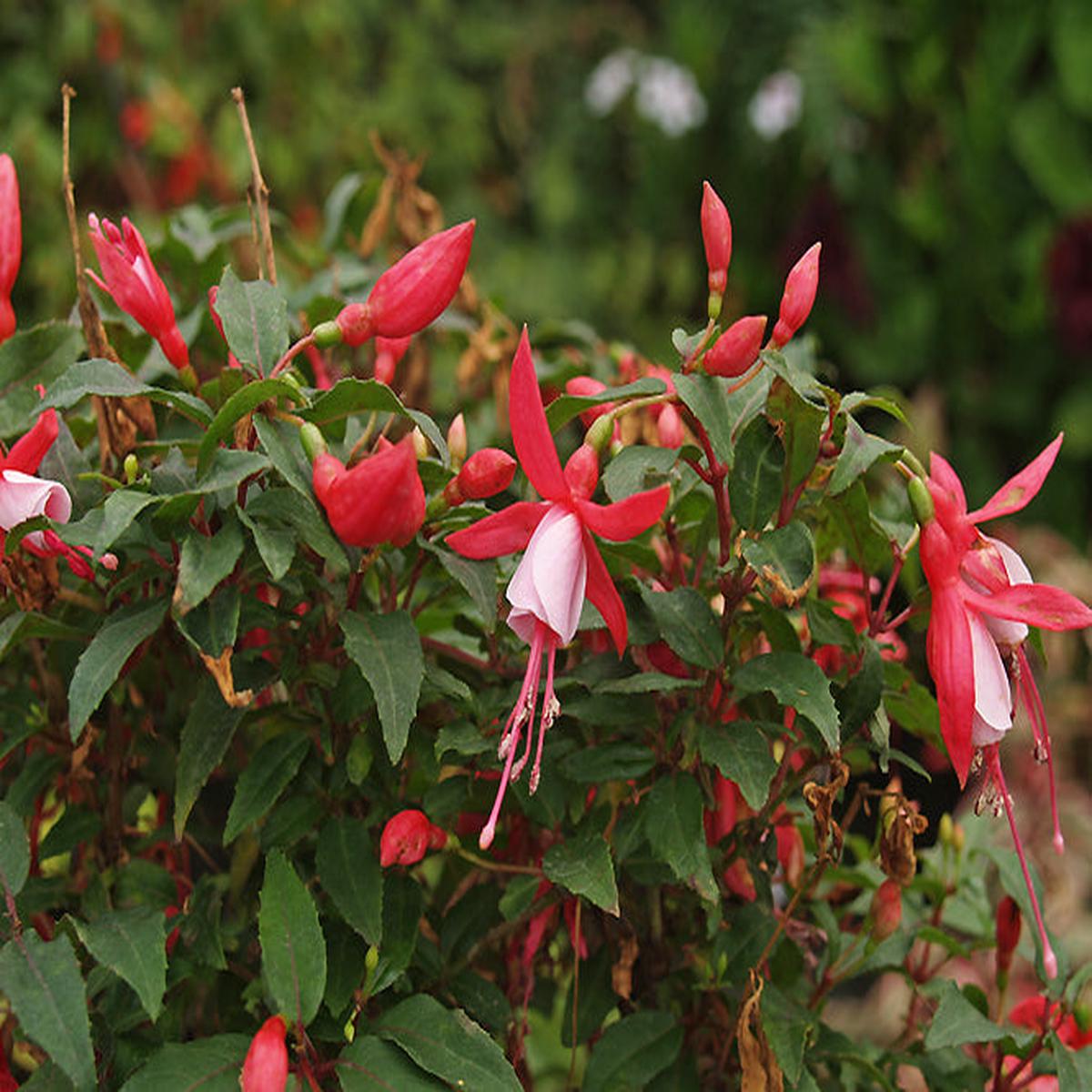 FUCHSIA ‘DIVA’