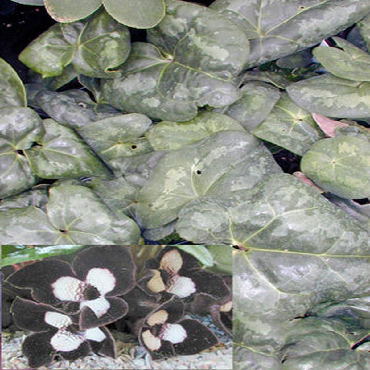 ASARUM MAXIMUM