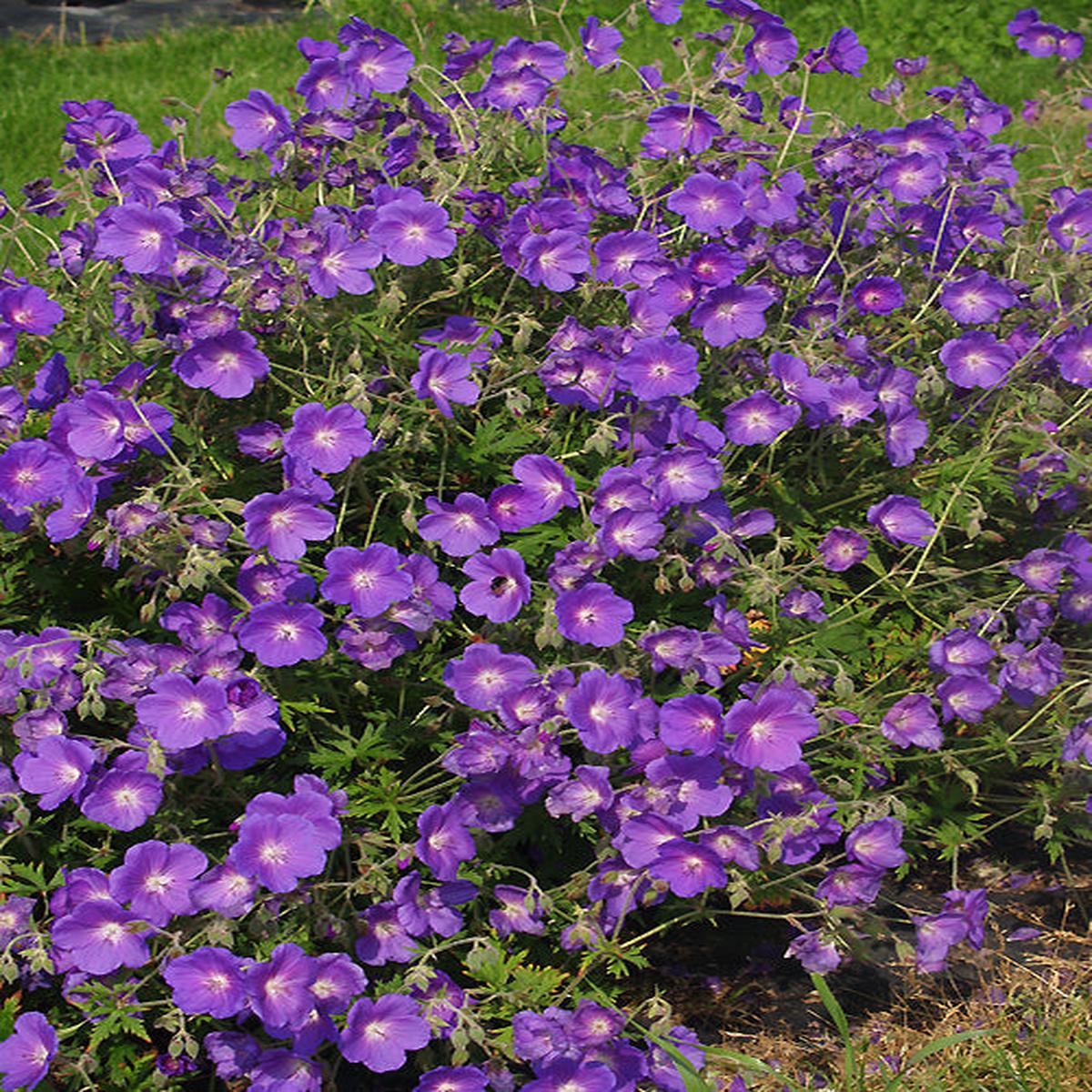 GERANIUM ‘BROOKSIDE’