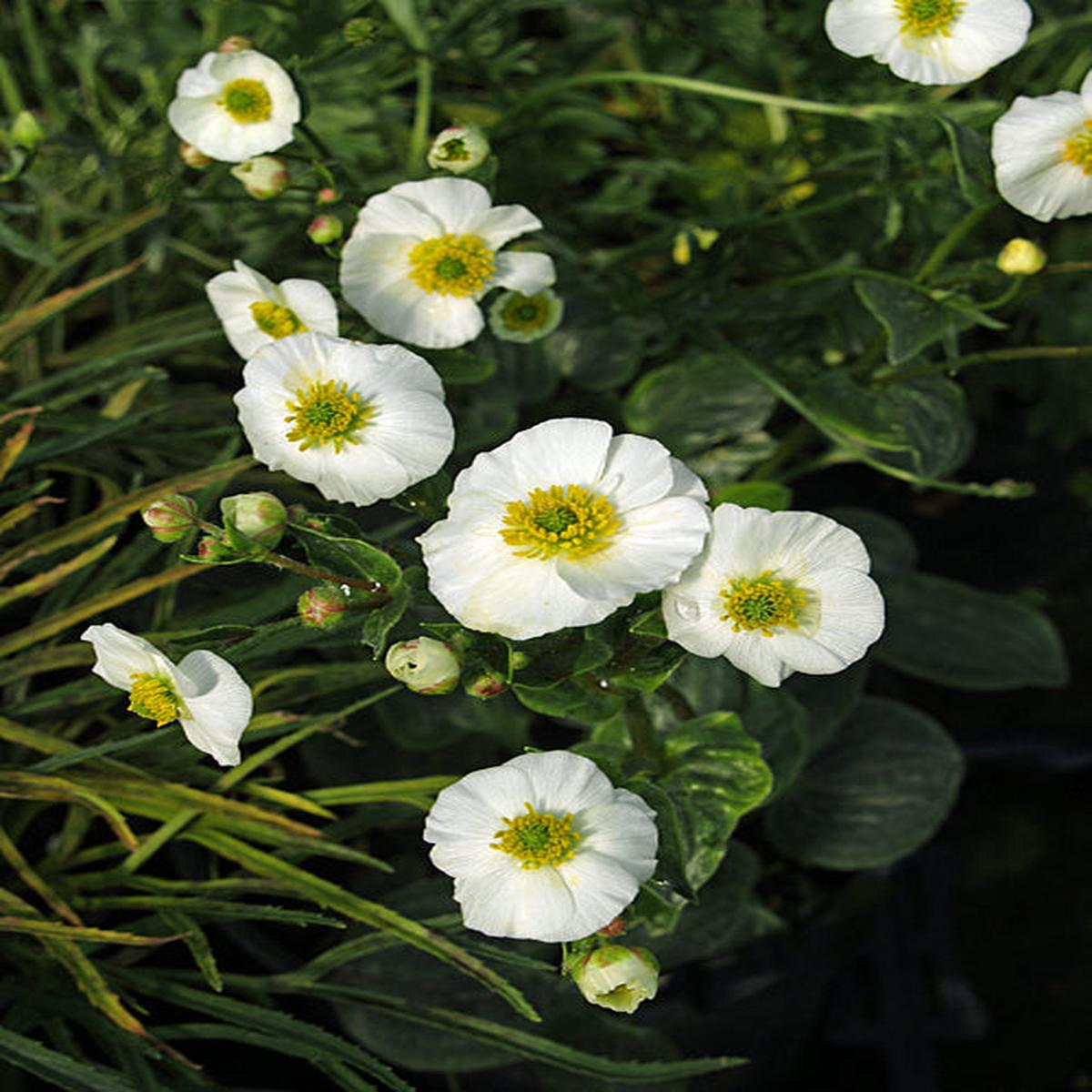 RANUNCULUS PARNASSIIFOLIUS