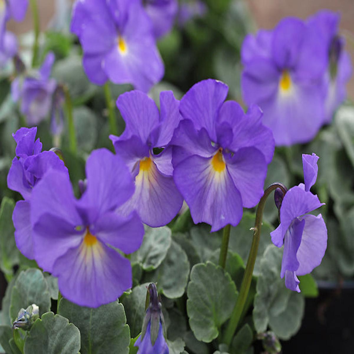 VIOLA ‘JUPITER’