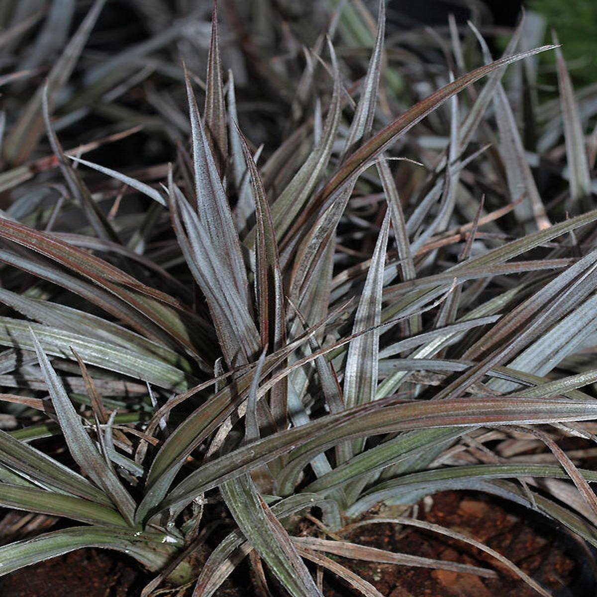 ASTELIA ‘RED DEVIL’