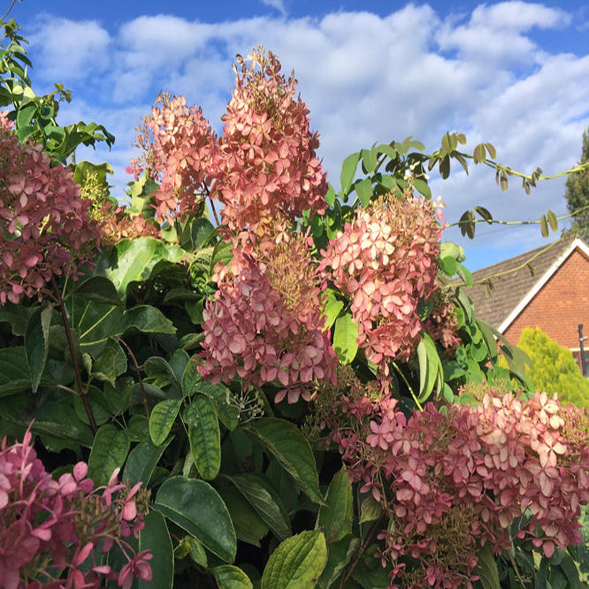 HYDRANGEA PANICULATA ‘PHANTOM’