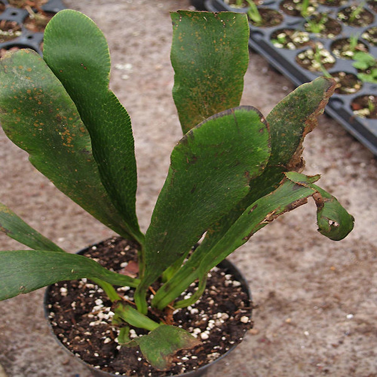 ANTROPHYUM BORYANUM