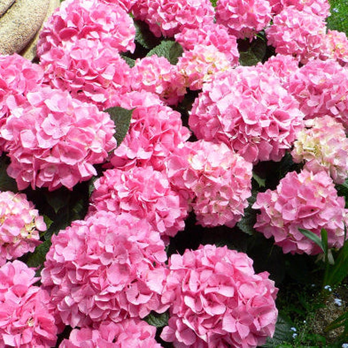 Hydrangea macrophylla Pink