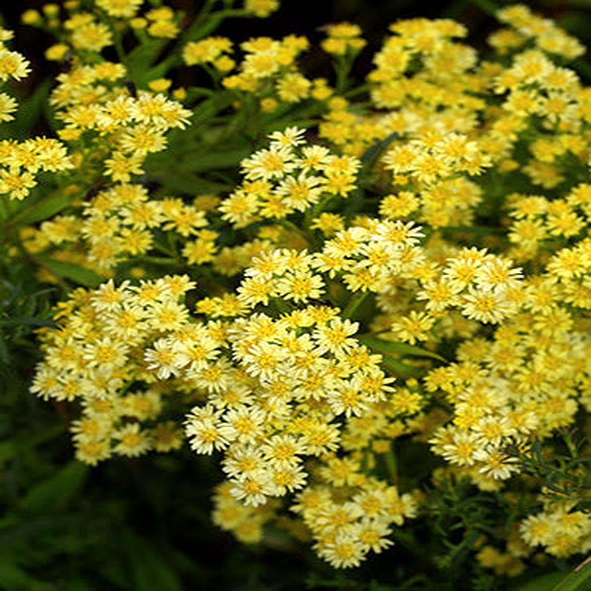 SOLIDAGO ‘SUPER’