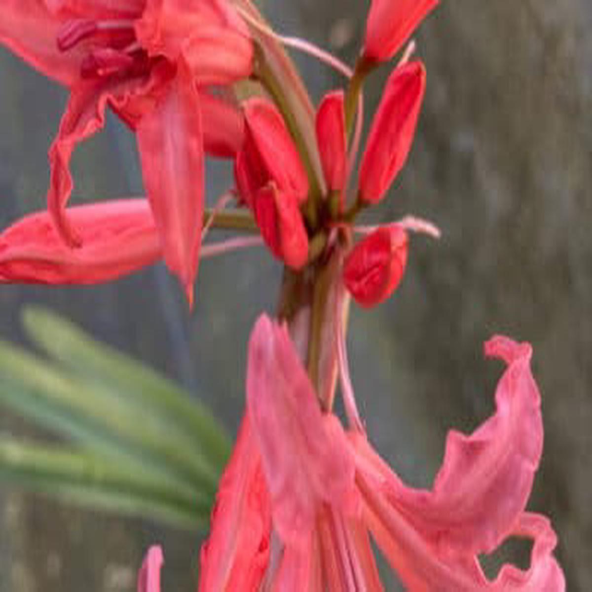 NERINE ‘BOTLEY’